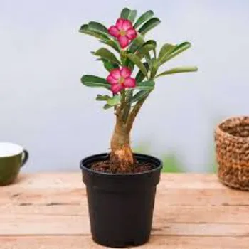 Modern Adenium Plant 1b-adenium plant-5501592-94338.webp